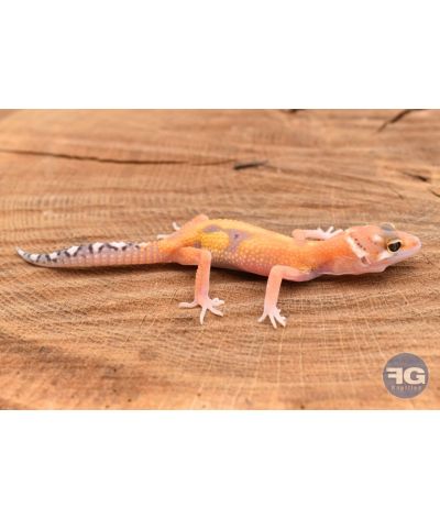 Eublepharis macularis Tangerine Tremper Designer Non sexé 2026