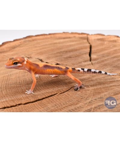 Eublepharis macularis Tangerine Designer Non sexé 2026