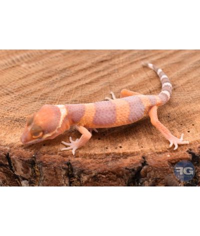 Eublepharis macularis Tangerine Tremper Non sexé 2026