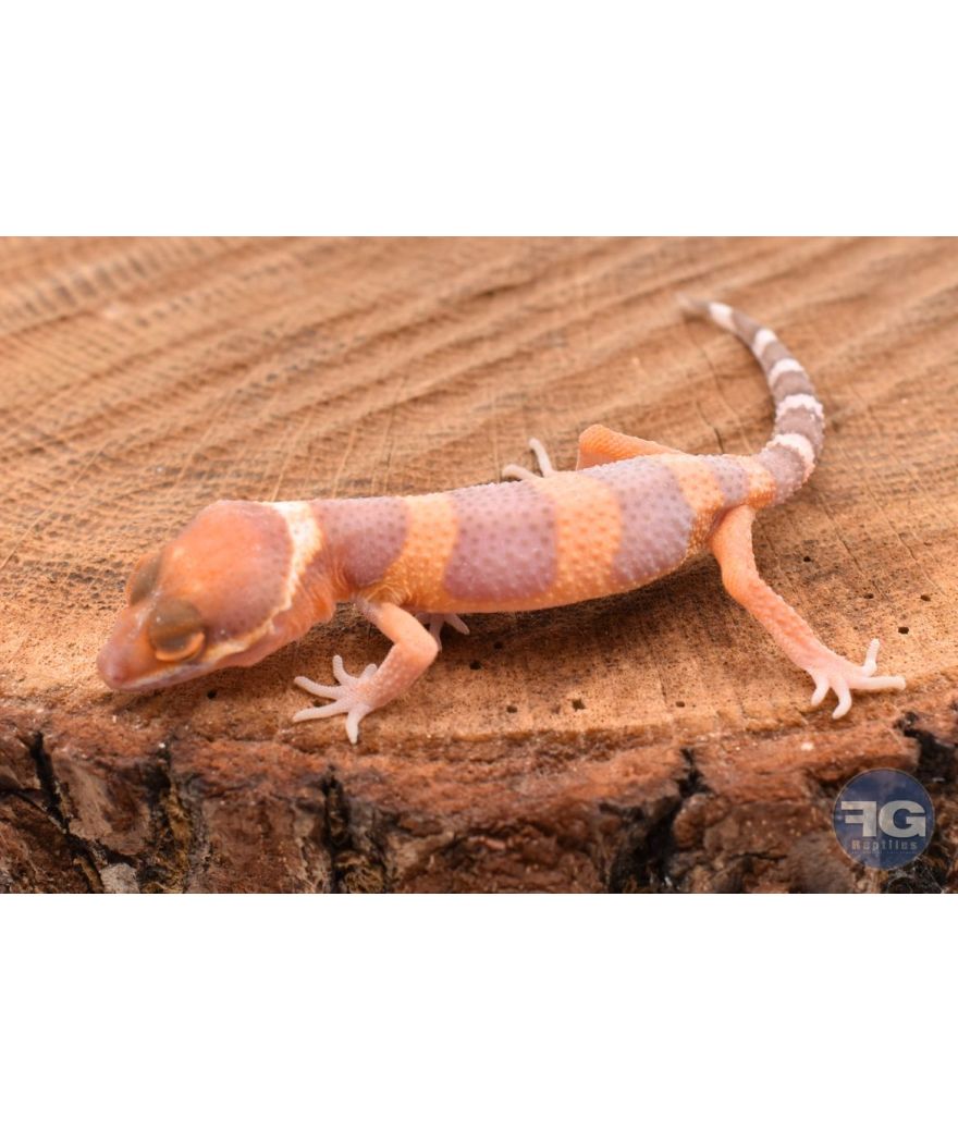 Eublepharis macularis Tangerine Tremper Non sexé 2026