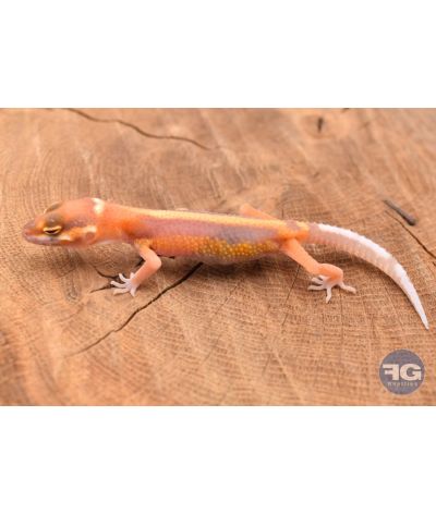 Eublepharis macularis Tremper Designer Non sexé 2026