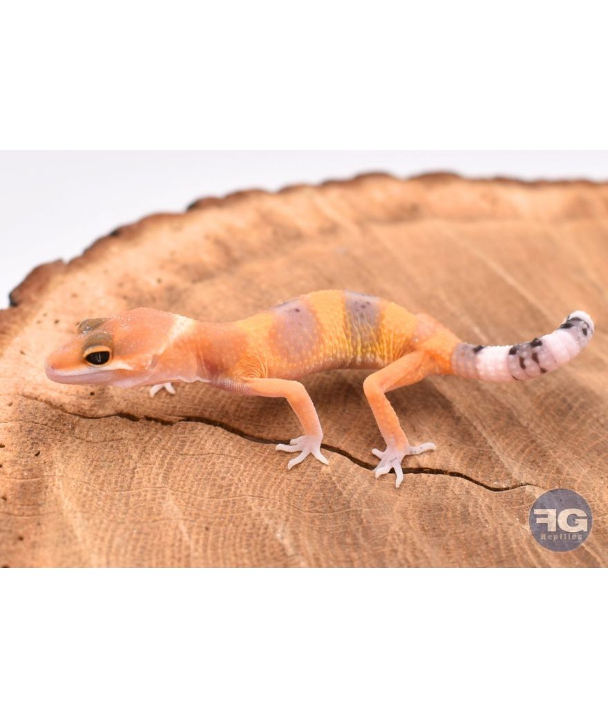 Eublepharis macularis Hypo Tangerine Non sexé 2026