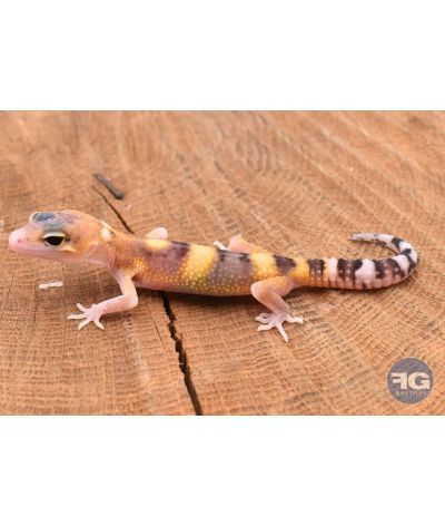Eublepharis macularis Hypo Non sexé 2026