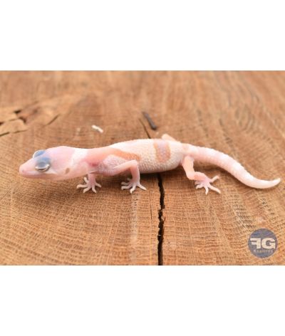 Eublepharis macularis Mack Snow Tremper Non sexé 2026