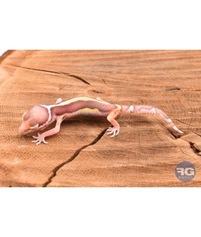 Eublepharis macularis Bell stripe Non sexé 2026