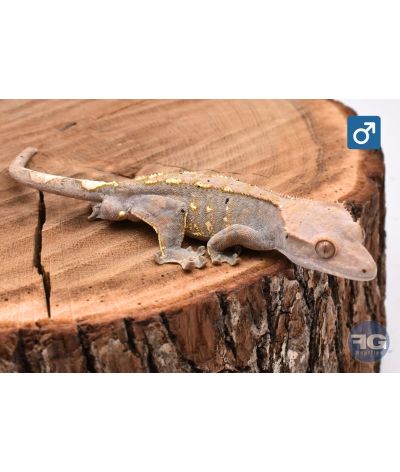 Correlophus cilliatus Cappuccino het Axanthic Mâle 2025
