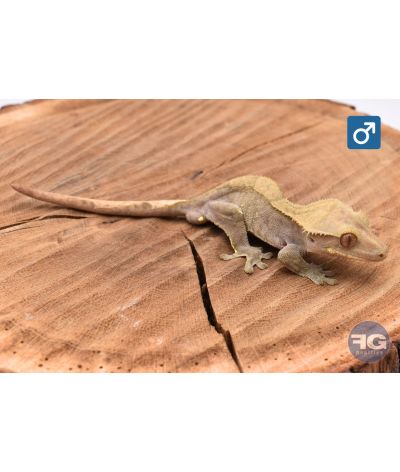 Correlophus cilliatus Cappuccino Mâle 2025