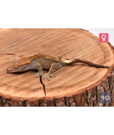 Correlophus cilliatus Cappuccino Femelle 2025