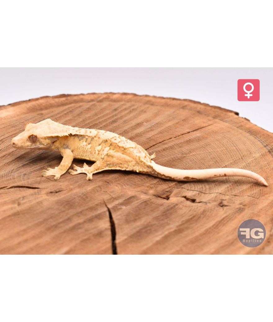 Correlophus cilliatus Extreme Harlequin High Contrast (EX HQ) Femelle 2025