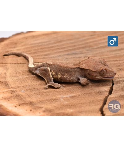 Correlophus cilliatus Frappuccino Mâle 2025