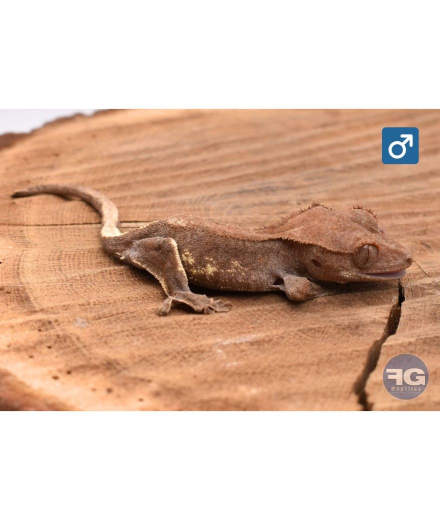 Correlophus cilliatus Frappuccino Mâle 2025