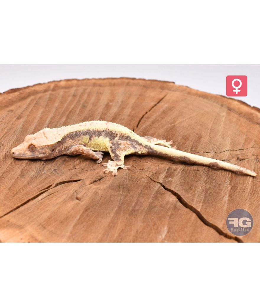 Correlophus cilliatus Lilly white het axanthic Femelle 2025