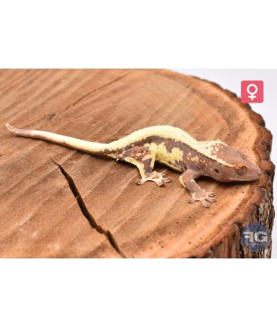 Correlophus cilliatus Frappuccino Femelle 2025