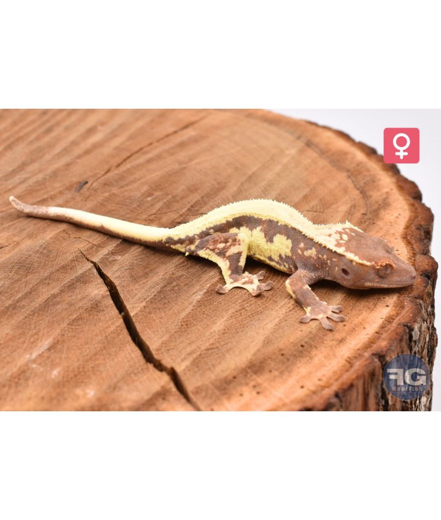Correlophus cilliatus Frappuccino Femelle 2025