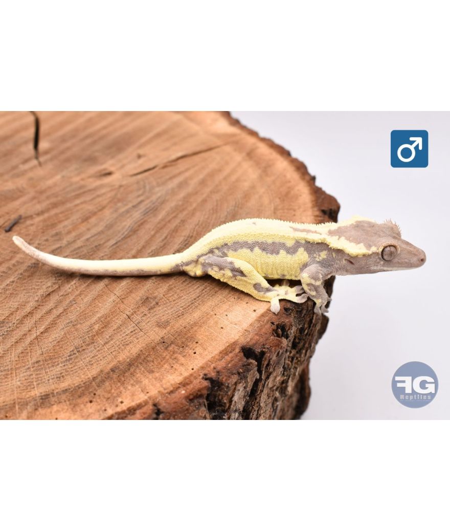 Correlophus cilliatus Frappuccino Mâle 2025