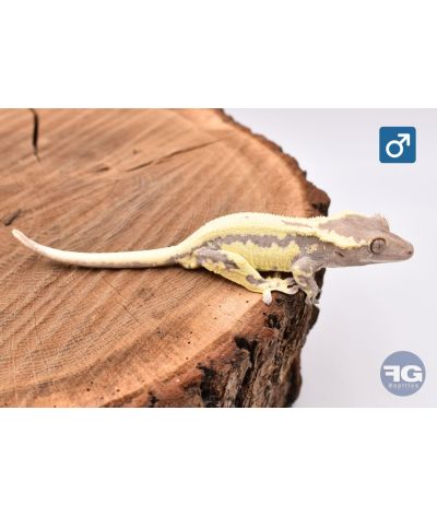 Correlophus cilliatus Frappuccino Mâle 2025