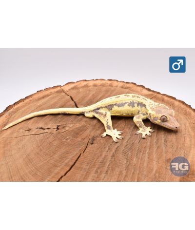 Correlophus cilliatus Frappuccino Mâle 2025