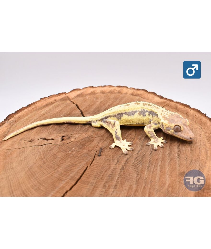 Correlophus cilliatus Frappuccino Mâle 2025