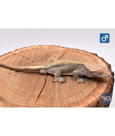 Correlophus cilliatus Cappuccino Mâle 2025