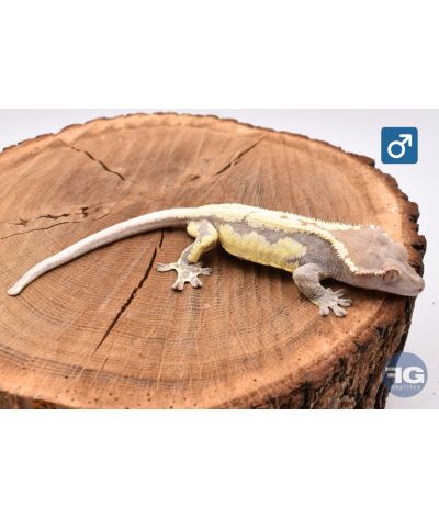 Correlophus cilliatus Frappuccino Mâle 2025