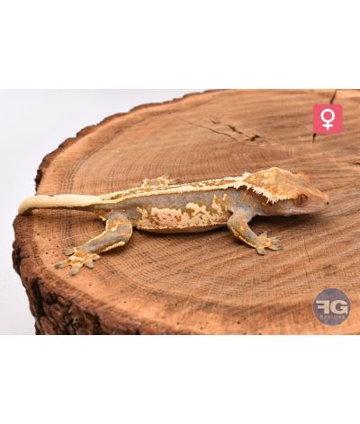 Correlophus cilliatus Tricolor Femelle 2025