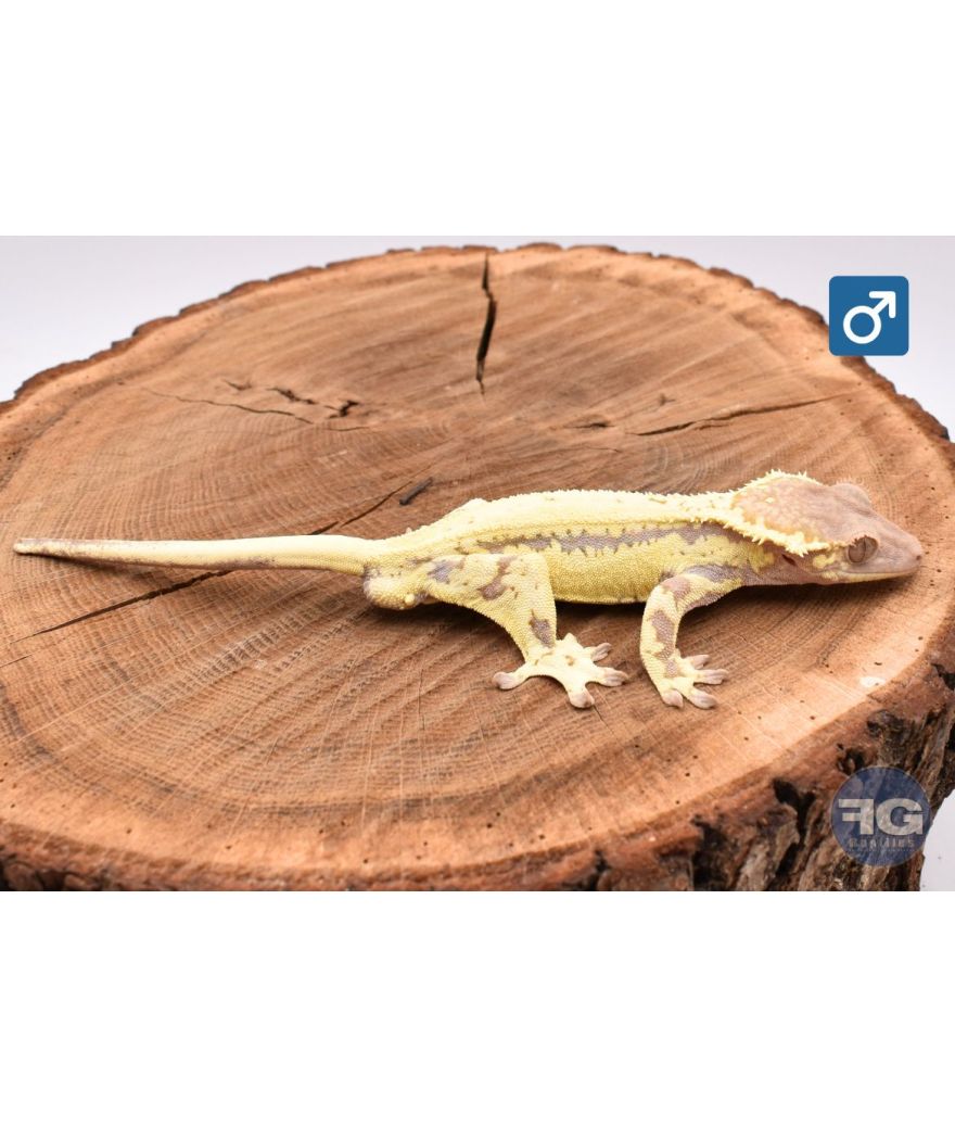 Correlophus cilliatus Frappuccino Mâle 2025