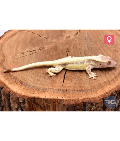Correlophus cilliatus Frappuccino (défaut bout de queue) Femelle 2025