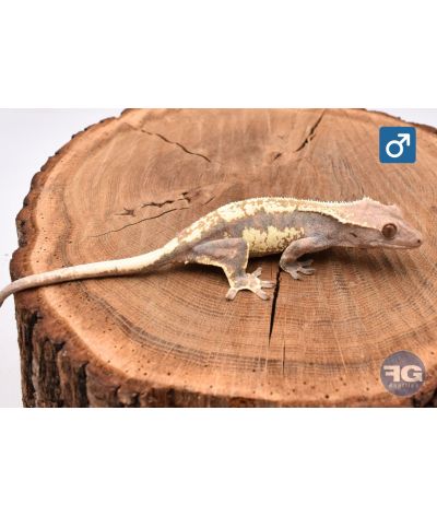 Correlophus cilliatus Cappuccino Femelle 2025