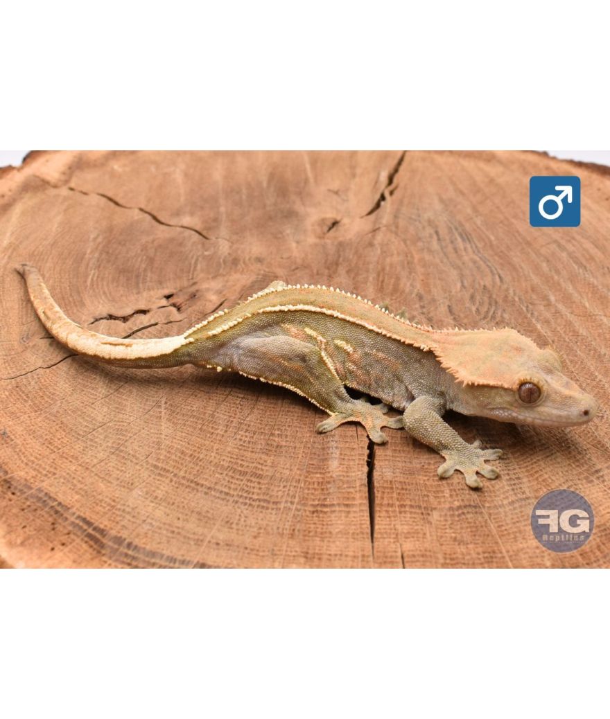 Correlophus cilliatus Empty Back Mâle 2025