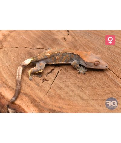 Correlophus cilliatus Cappuccino Femelle 2025