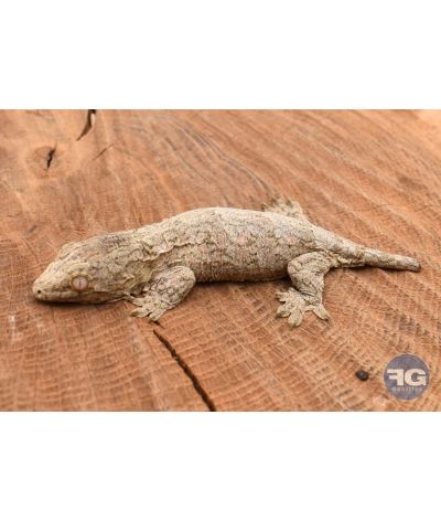 Rhacodactylus leachianus Mt Koghi Non sexé 2026 N°4