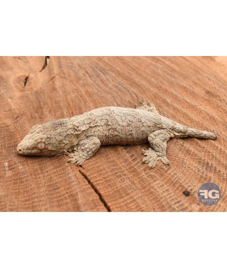 Rhacodactylus leachianus Mt Koghi Non sexé 2026 N°4