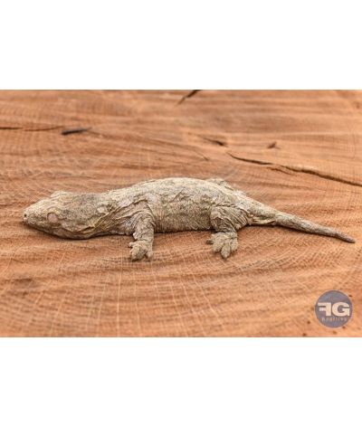Rhacodactylus leachianus Mt Koghi Non sexé 2026 N°3