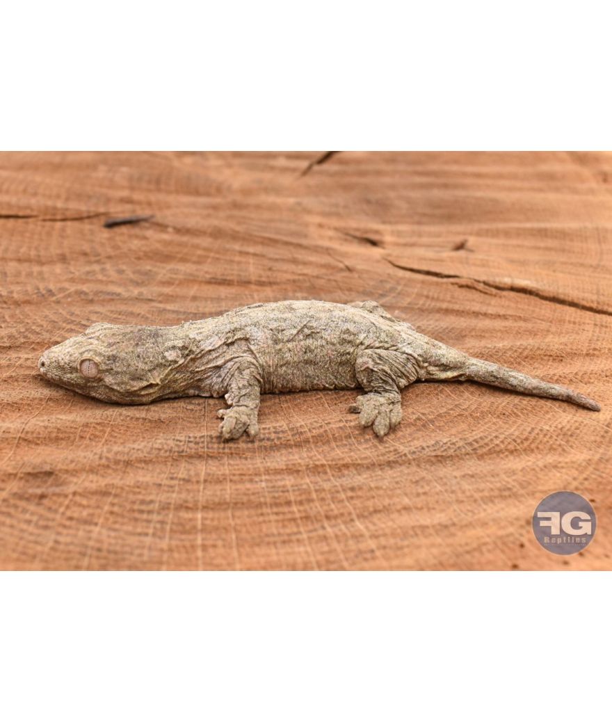 Rhacodactylus leachianus Mt Koghi Non sexé 2026 N°3