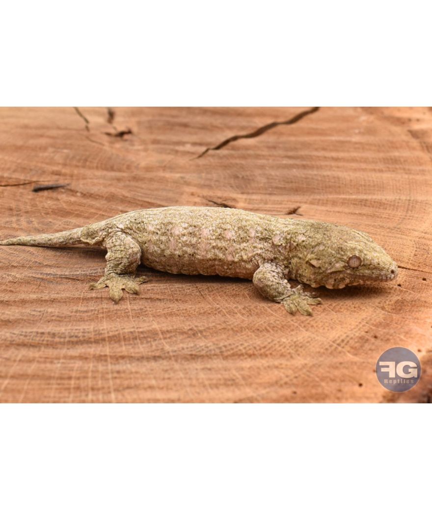 Rhacodactylus leachianus Mt Koghi Non sexé 2026 N°2