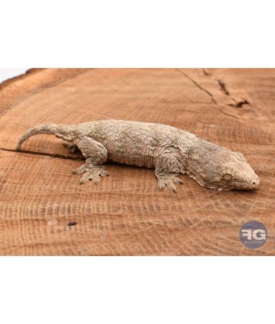 Rhacodactylus leachianus Mt Koghi Non sexé 2026 N°1