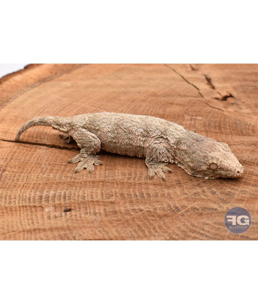 Rhacodactylus leachianus Mt Koghi Non sexé 2026 N°1