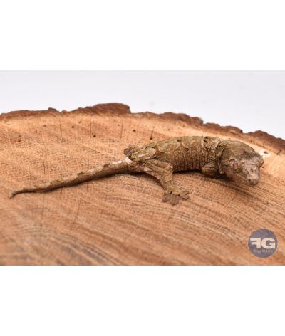 Mniarogekko chahoua Mainland Non sexé 2026 N°3
