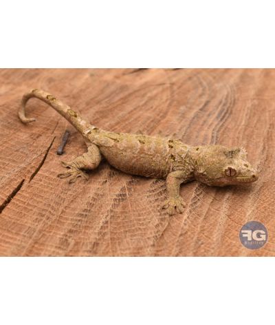 Mniarogekko chahoua Mainland Non sexé 2026 N°2
