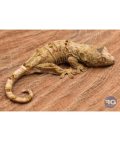 Mniarogekko chahoua Mainland Non sexé 2026 N°1