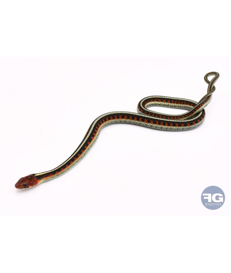 Thamnophis sirtalis infernalis couple