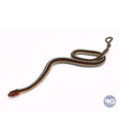 Thamnophis sirtalis infernalis couple