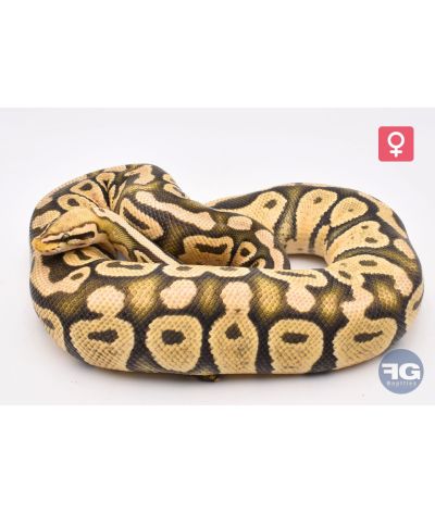 Python regius Pastel Hypo 66% poss het Clown Piebald Femelle 2021
