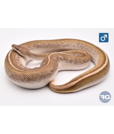 Python regius Bongo Butter Mahogany Mâle 2021