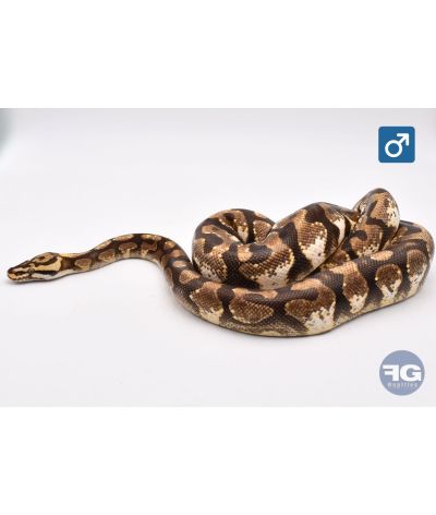 Python regius Orange Dream Enchi Spotnose YB poss het Clown Mâle 2021