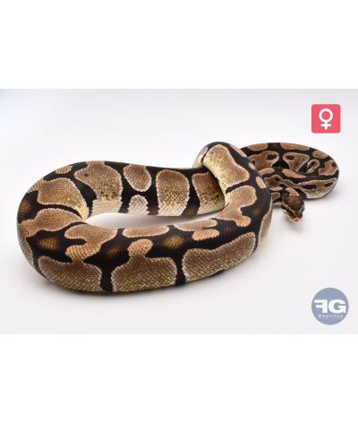 Python regius Axanthic TSK 100% het Piebald Femelle 2021