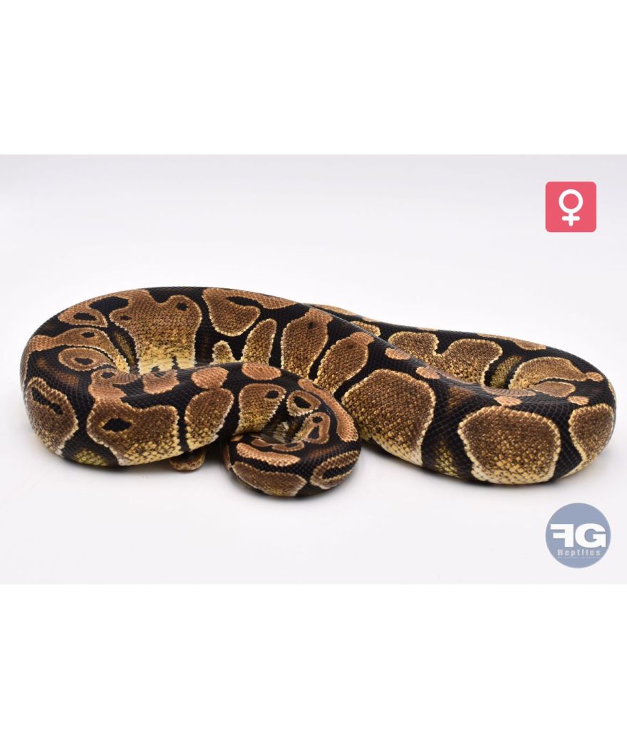 Python regius Classique het Piebald Ultramel Axanthic TSK Femelle 2022