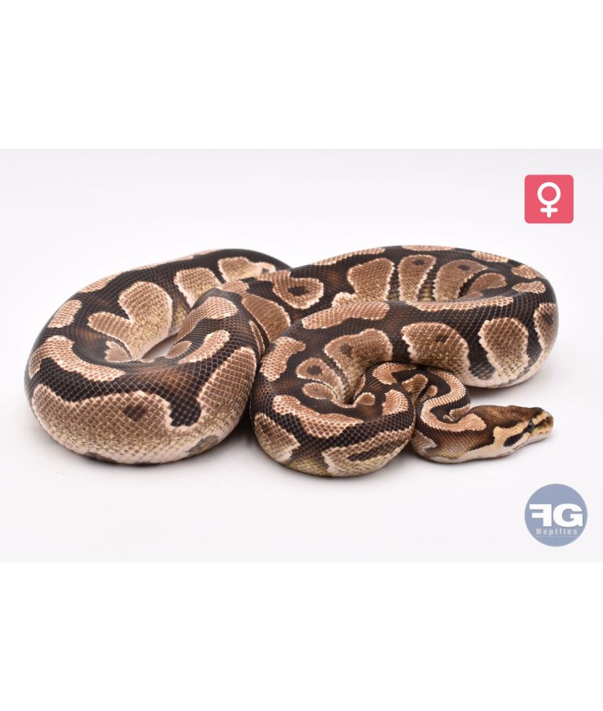 Python regius Fire het Desert Ghost Clown Femelle 2022