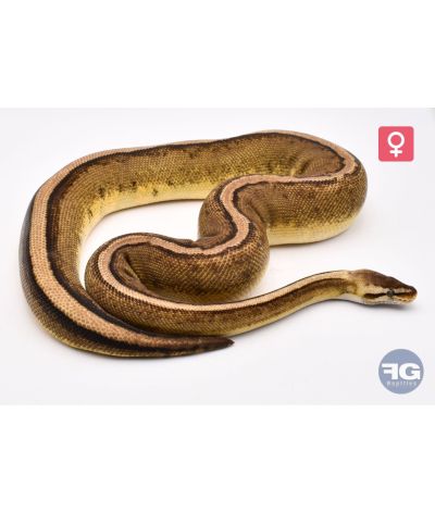 Python regius Pastel Genetic Stripe 66% poss het Hypo Clown Femelle 2022