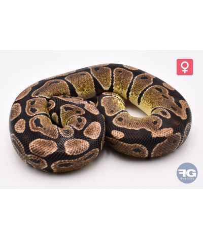 Python regius Axanthic TSK 66% poss het Clown Femelle 2022